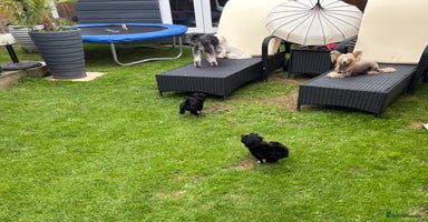 Mixed Breed dogs - Advert 5