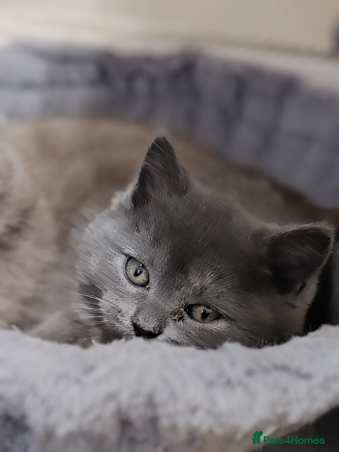 Scottish Fold cats for sale: Adorable Scottish Fold kittens - Advert 11