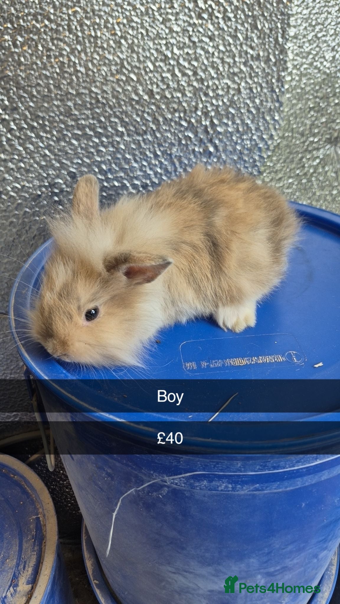 Mixed Breed rabbits Baby Lionhead Rabbits 8 week old, handled daily  - Advert 18