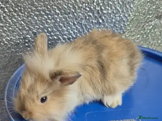 Mixed Breed rabbits Baby Lionhead Rabbits 8 week old, handled daily - Advert 18