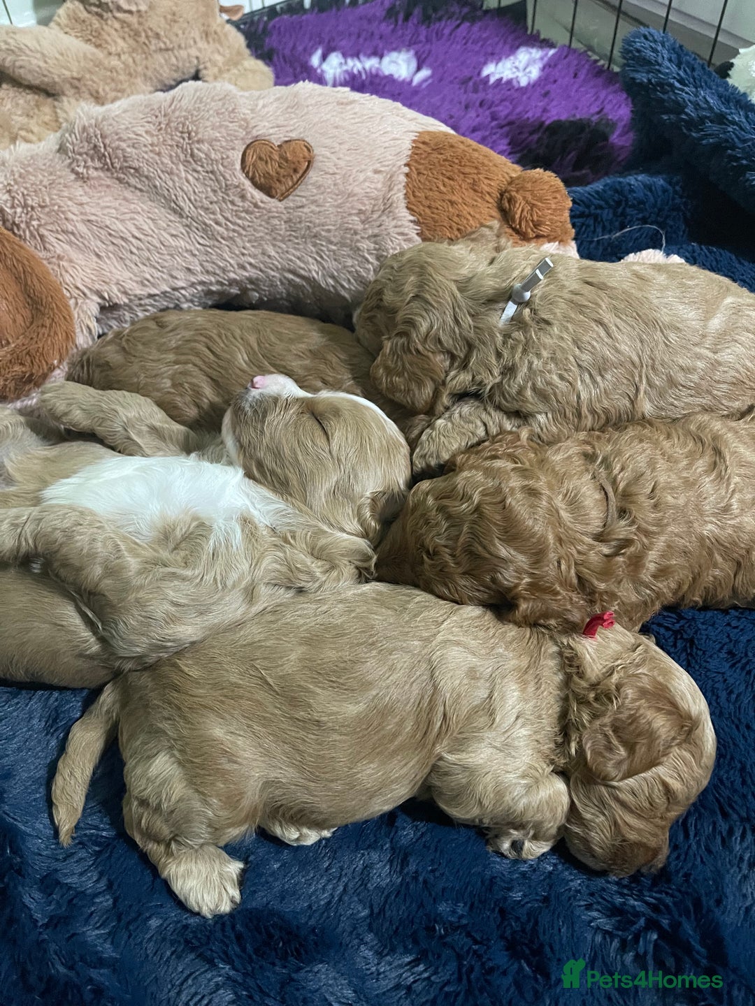 Cockapoo dogs for sale: Adorable cockapoo puppies for sale - Advert 9