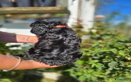 Cockapoo dogs for sale: F1 working cockapoo puppies - Image 23