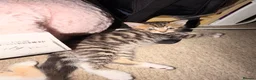 Mixed Breed cats for sale: 4 Beatiful Kittens to be adopted  - Advert 7
