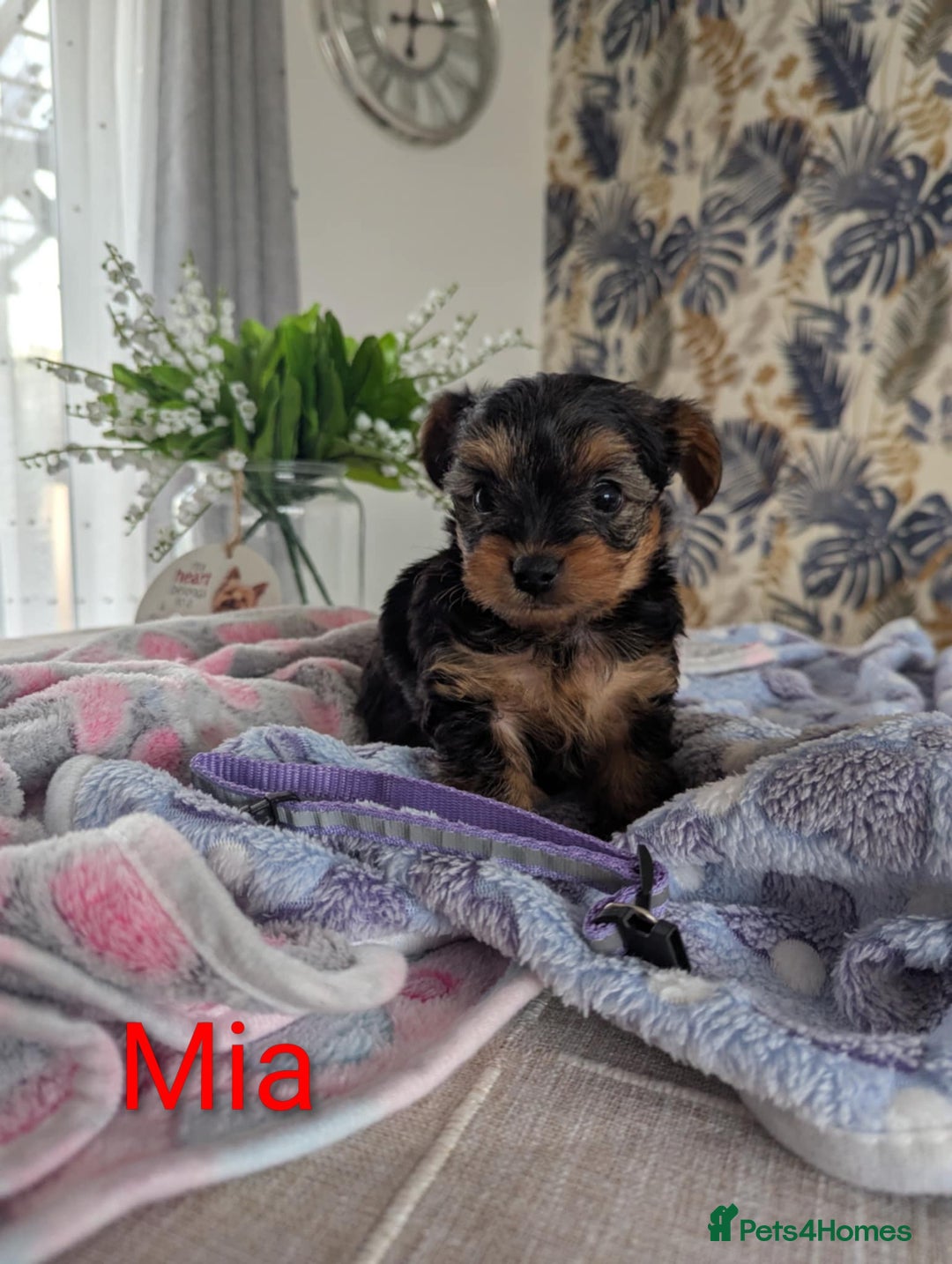 Yorkshire Terrier dogs for sale: Stunning yorkshire terriers for sale - Image 13