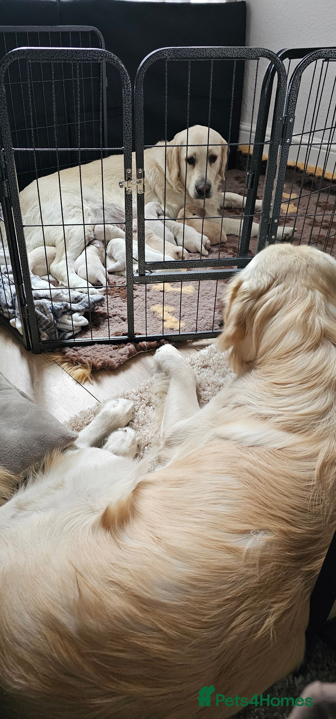 Golden Retriever dogs for sale: Golden Retriever Puppies - you will Fall in love  - Image 5
