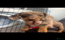 Dachshund dogs for sale: READY TO GO Dachshund Puppies dapple+chocolate - Image 34
