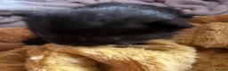 Mixed Breed cats for sale: Beautiful half British shorthair hair kittens - Advert 13