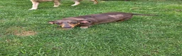 Miniature Dachshund dogs for sale: Kc registered min dachshunds bitches  - Advert 9