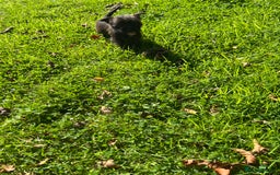 Mixed Breed dogs for sale: West highland terrier/poodle - Image 10