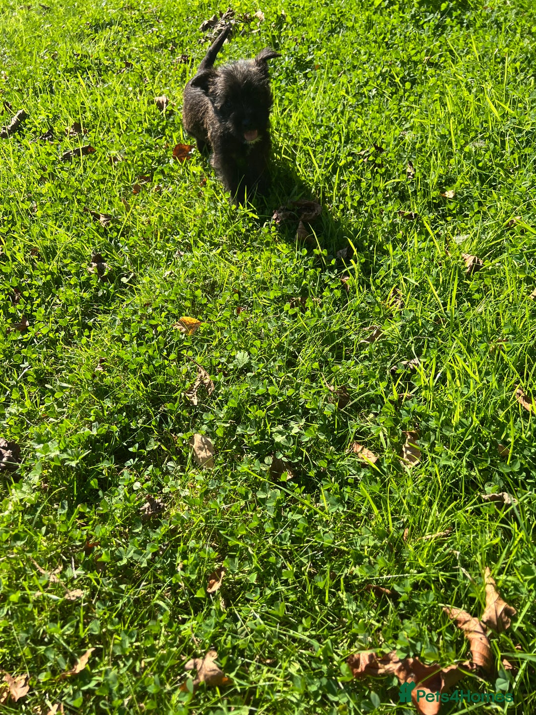 Mixed Breed dogs for sale: West highland terrier/poodle - Image 10