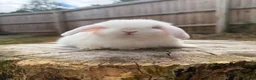 Mini Lop rabbits for sale: 2 year old Mini lop doe and kits  - Advert 7