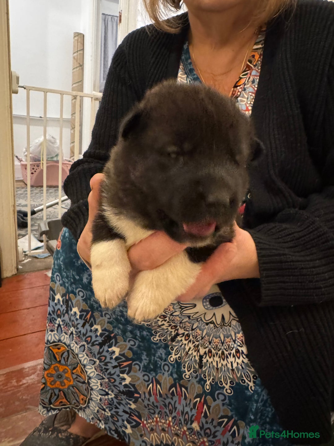 Akita dogs for sale: Black Mask American Akita Puppies - Advert 9