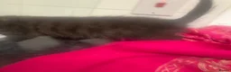 Siamese cats for sale: Siamese X baby’s  - Advert 2
