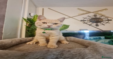 British Shorthair cats - Advert 2