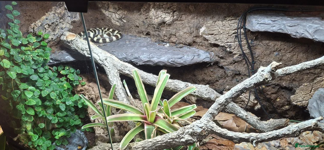 King Snake reptiles for sale: California king snake full set up in Prenton - Advert 1