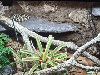 King Snake reptiles California king snake full set up - Advert 1