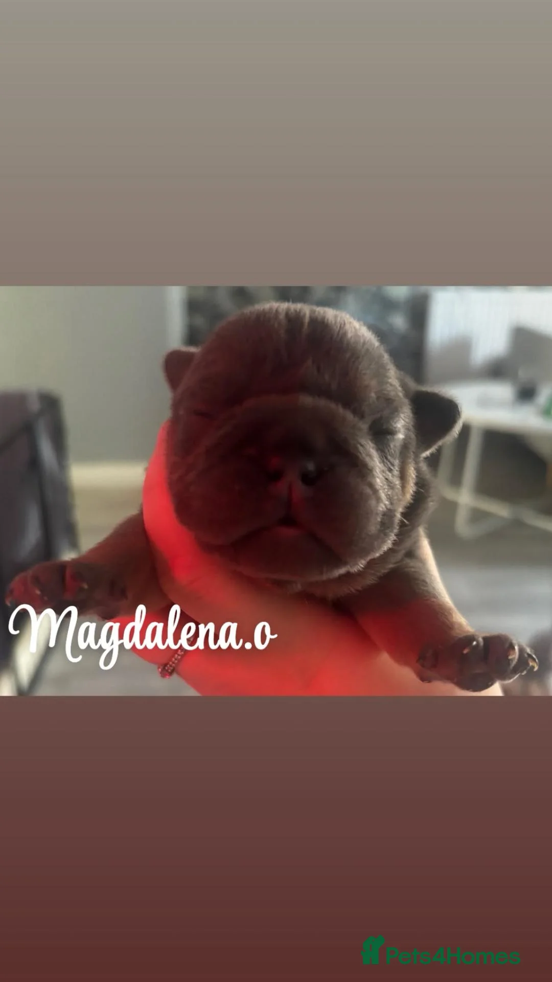 English Bulldog dogs for sale: English bulldog in Redditch - Advert 6