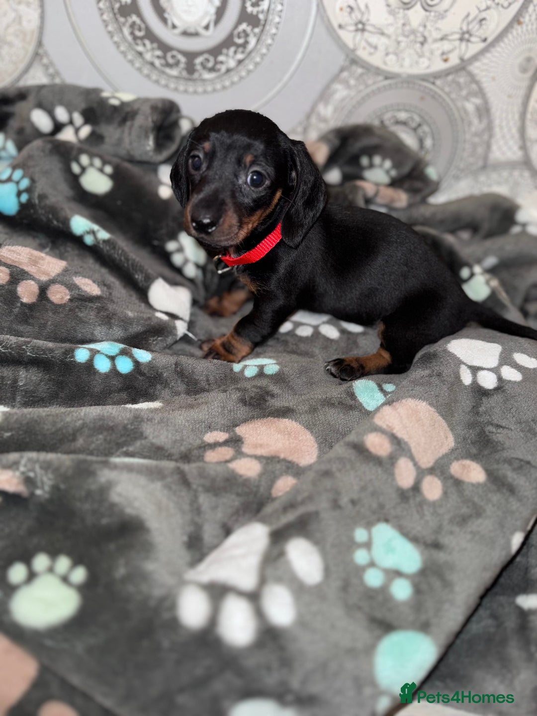 Dachshund dogs for sale: Dachshund Puppies  - Advert 10