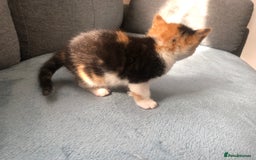 Mixed Breed cats for sale: 5 kittens for sale - Advert 28