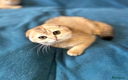 Scottish Fold cats for sale: Gold Chinchilla Scottish fold baby’s  - Image 9