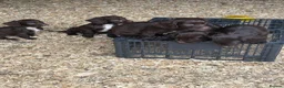 Sprocker dogs for sale: Sprocker Pups  - Advert 17