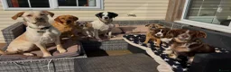Mixed Breed dogs for sale: Beautiful Big Lady Sadie  - Advert 4