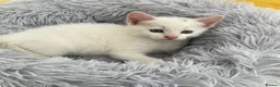 Mixed Breed cats for sale: Fluffy kittens looking for forever home - Advert 14