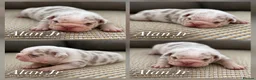 English Bulldog dogs for sale: New English bulldog puppies in Londonderry - Advert 2