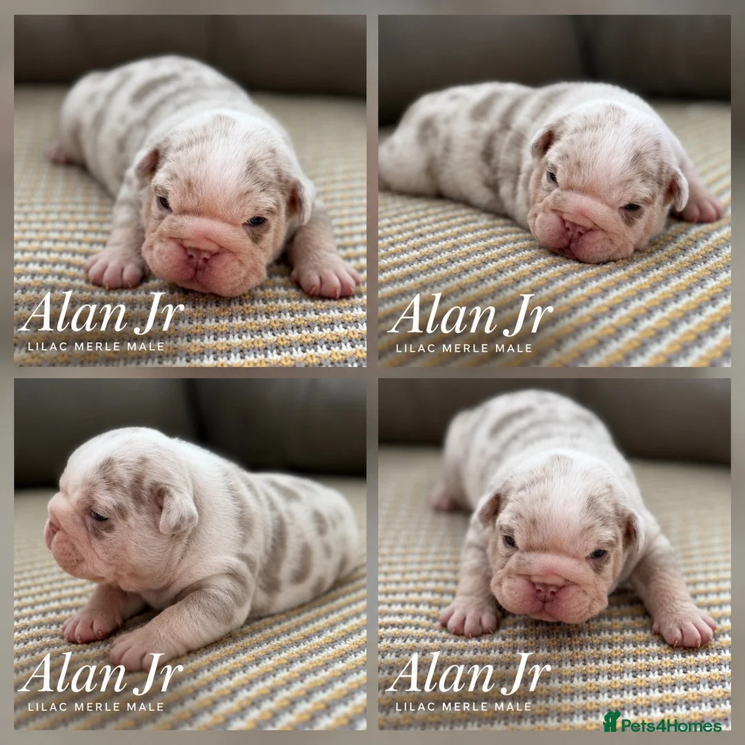 English Bulldog dogs for sale: New English bulldog puppies in Londonderry - Advert 2