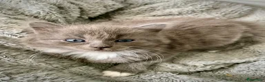 Mixed Breed Kitten 1