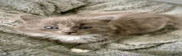 Mixed Breed cats for sale: Ragdoll mix mother 4 kittens - Advert 3