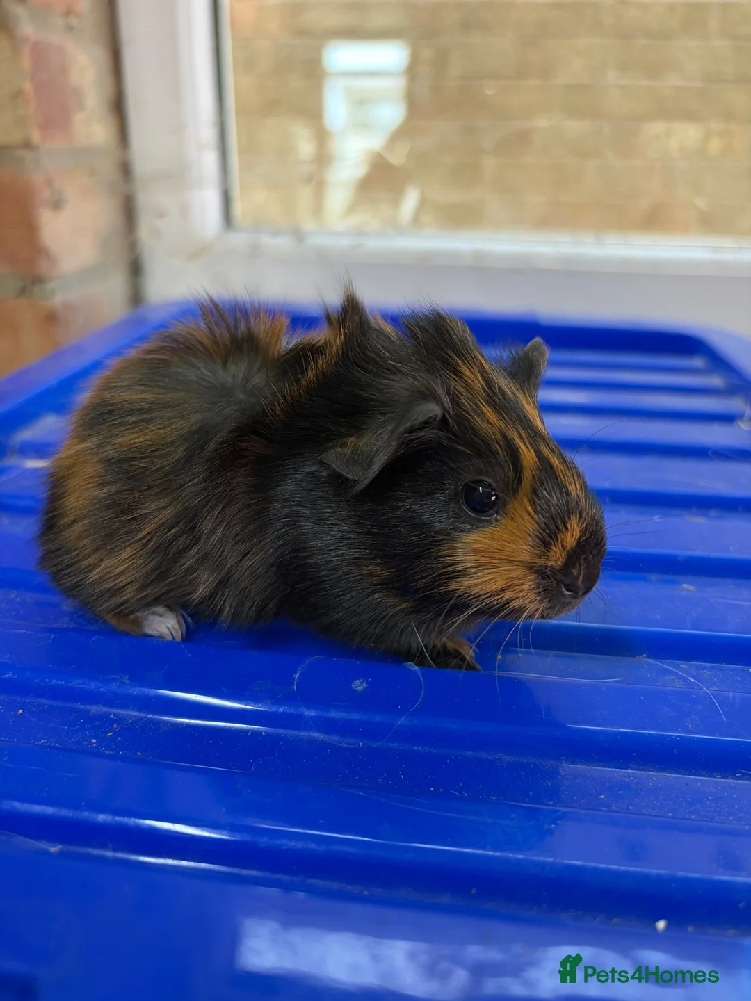 Guinea Pig rodents for sale: Baby female guniea pigs  - Advert 2