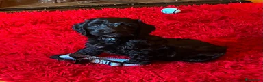 Cockapoo 3