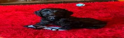 Cockapoo dogs for sale: Top quality cockapoo puppies needing loving home.  - Advert 3