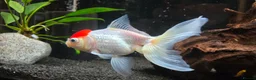 Fancy Goldfish fish for sale: High Grade Orandas / Gold Bristle Nose Plecos - Advert 9