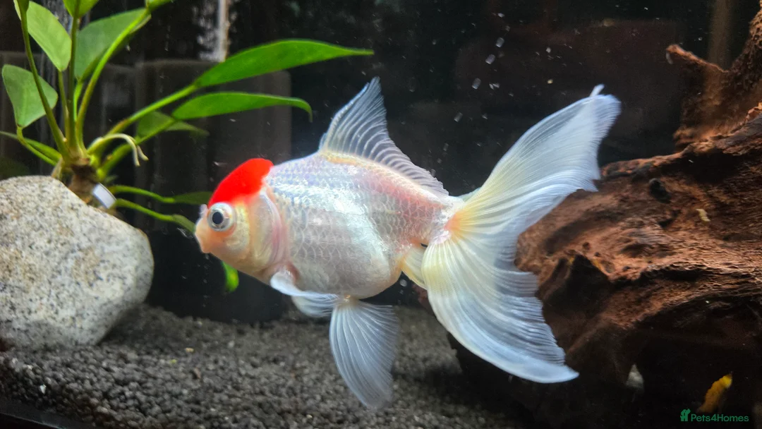Fancy Goldfish fish for sale: High Grade Orandas / Gold Bristle Nose Plecos - Advert 9