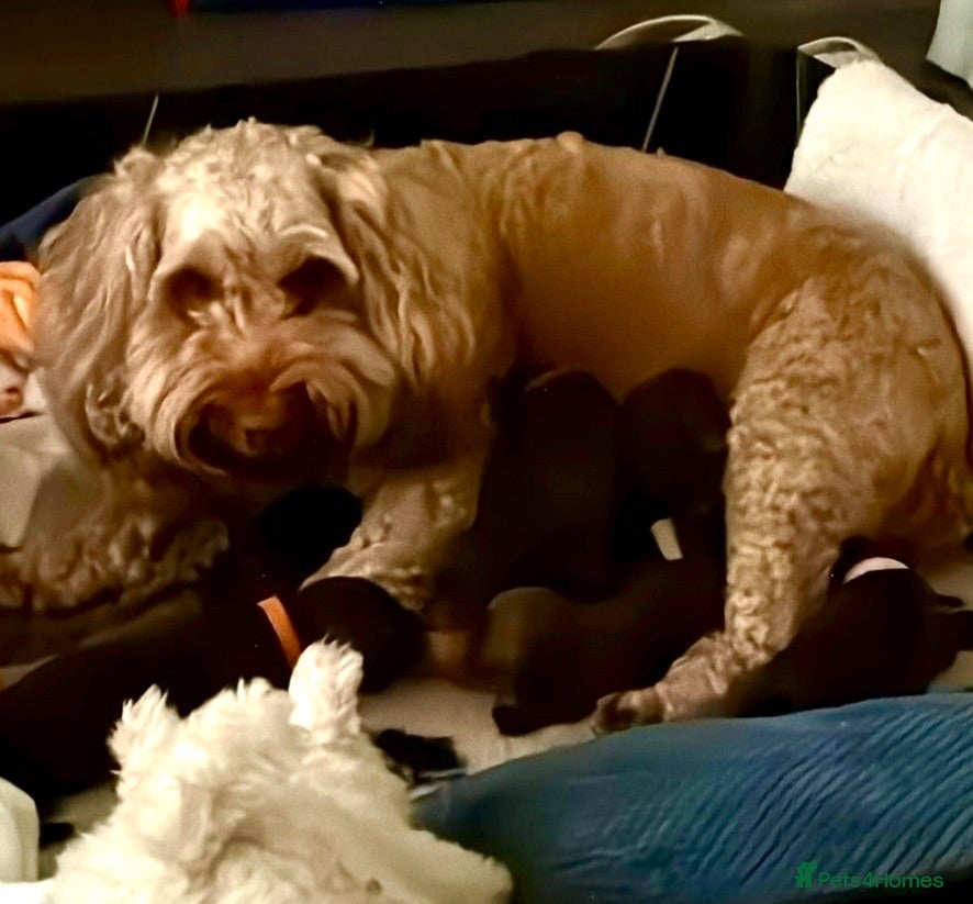 Cockapoo dogs 5 gorgeous cockapoo puppies  - Advert 7