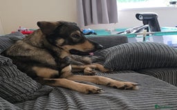 Mixed Breed dogs for sale: Max The GSD X Rottweiler  - Image 6