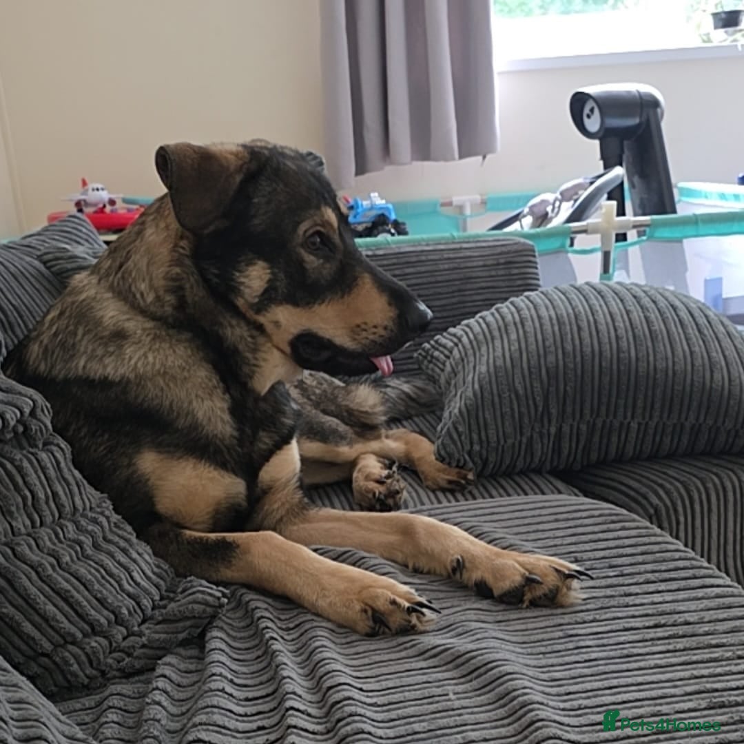 Mixed Breed dogs for sale: Max The GSD X Rottweiler  - Image 6
