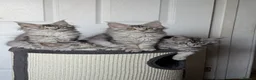 Maine Coon cats for sale: Maine coon kittens ready to leave now - Advert 15