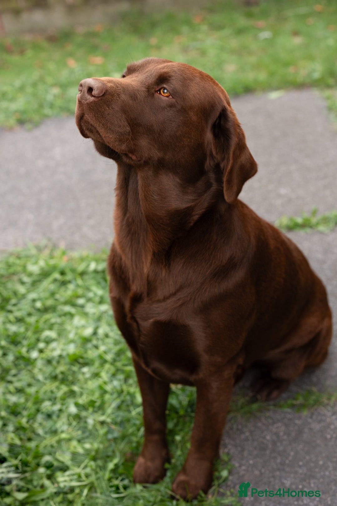 Labrador Retriever dogs for stud: Exceptional Chocolate Labrador FOR STUD in Bedford - Advert 12