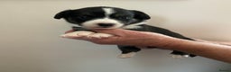 Welsh Corgi Cardigan dogs for sale: WELSH CARDIGAN CORGI BABIES - Advert 8