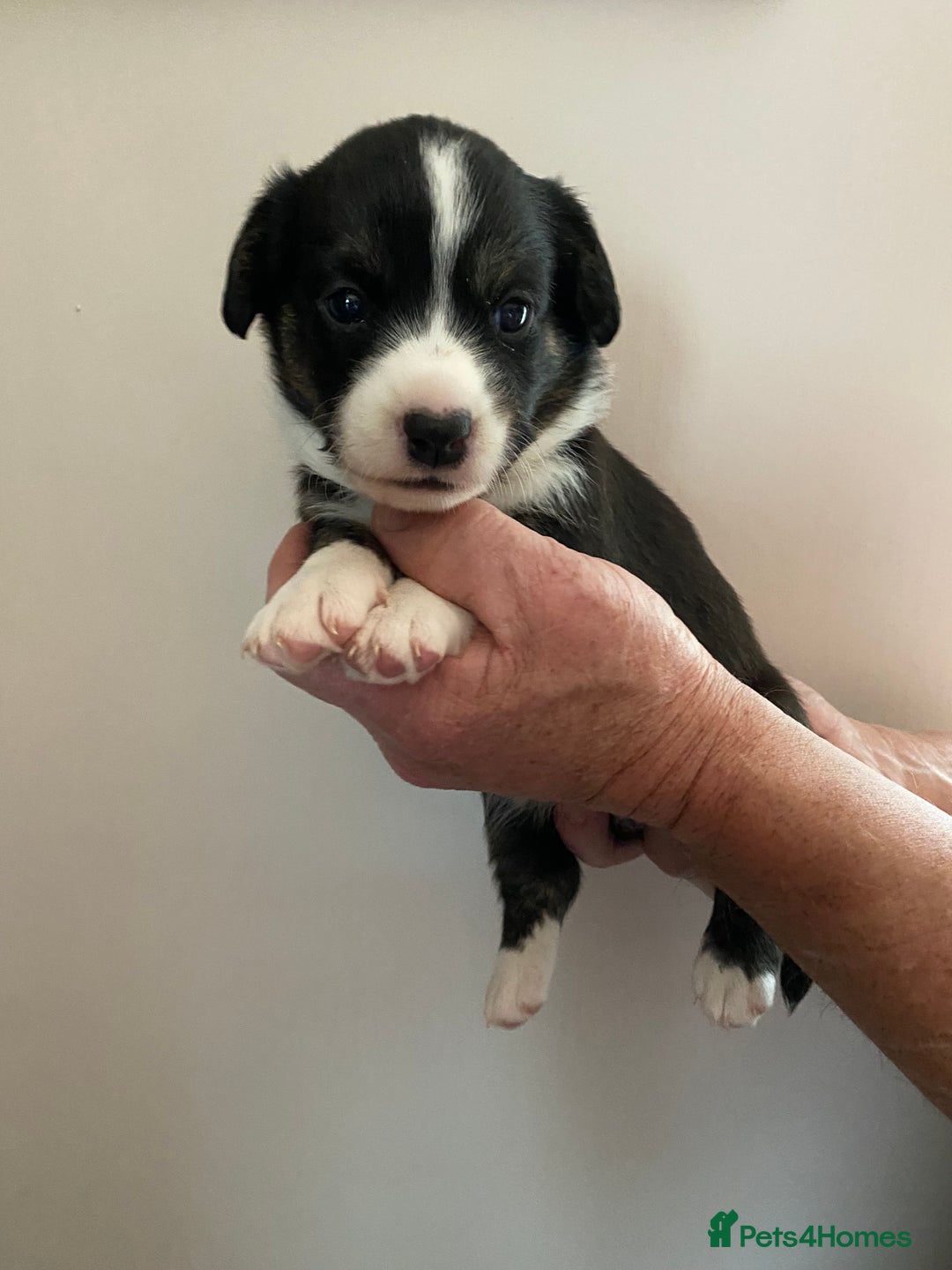 Welsh Corgi Cardigan dogs for sale: WELSH CARDIGAN CORGI BABIES - Advert 8