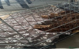 Cockapoo dogs for sale: Puppies for sale  - Image 6