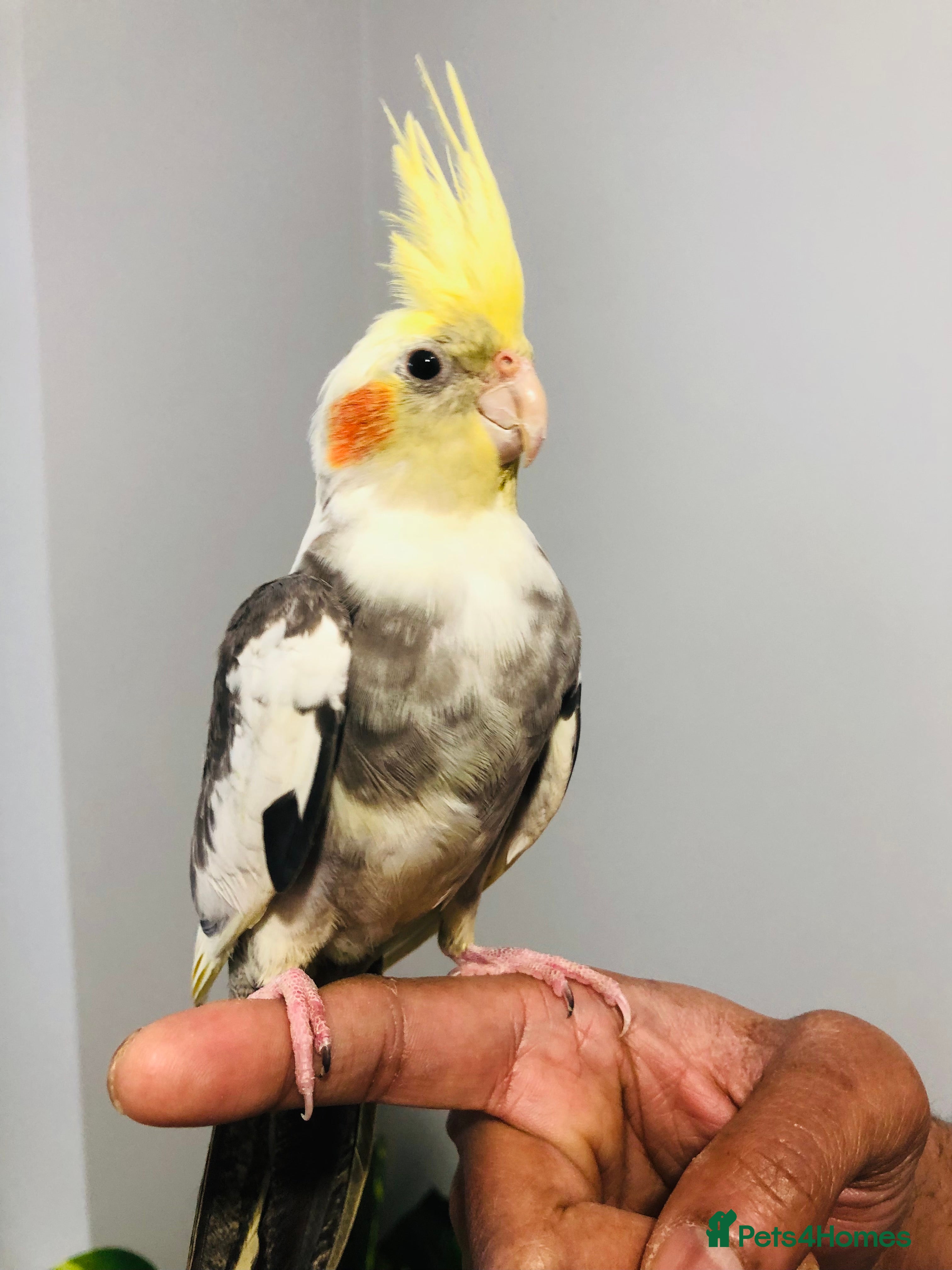 Canaries birds Beautiful young cockatiels for sale. - Advert 2