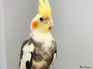 Canaries birds Beautiful young cockatiels for sale. - Advert 1