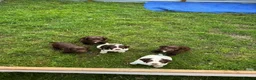 Sprocker dogs for sale: Sprocker Spaniel Puppies - Advert 3
