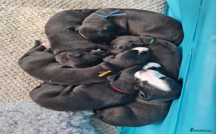 Whippet dogs - Advert 4