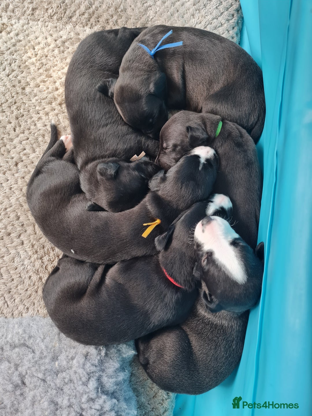 Whippet dogs for sale: Pure bred whippet puppies - Image 1