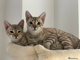 Bengal cats Bonded Snow Bengals – Experienced, Pet-Free Home - Advert 1